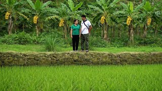 Download lagu The Trieu Long family has successfully developed a new rice variety. mp3