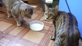 Ozzy Man Reviews: Cat Fight For Milk