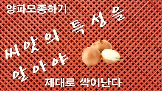 씨앗의 특성을 제대로 알아야 발아율을 높일 수 있다 양파모종 발아를 위한 괜찮은 팁
