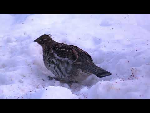 Grouse at the Feeder Episode 1