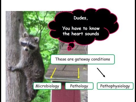 12DaysinMarch, Valvular Heart Disease #1, Mitral Stenosis Hemodynamics for the USMLE Step One Exam