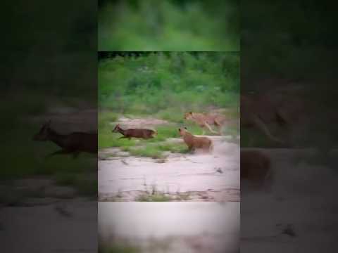 When two lions went after one impala