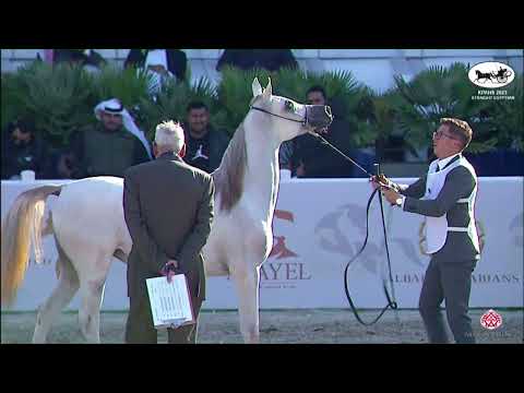 N 27 AJMAL QUNOOT   KPAHS Straight Egyptian Show 2023   Fillies 2 Years Old Class 2A
