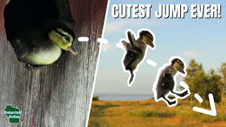 Watch Baby Ducks Leap from Their Nest! Nature’s Cutest Survival Move