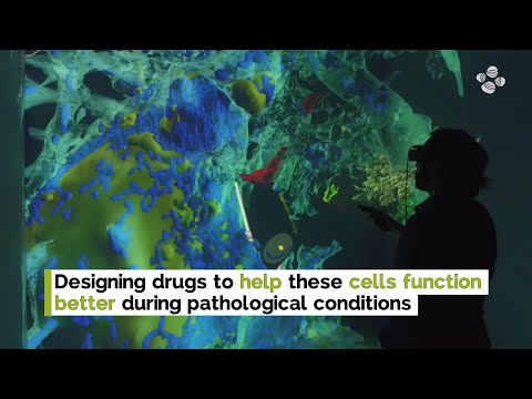 Ground-breaking Work Improves Understanding of Brain Function