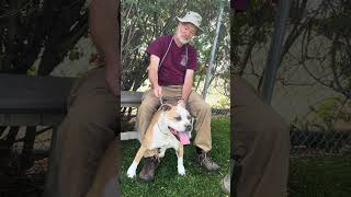 Video preview image #1 Boxer-Unknown Mix Puppy For Sale in Pasadena, CA, USA