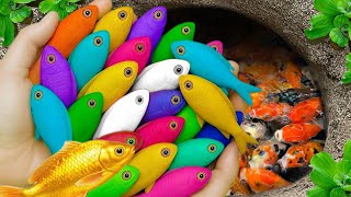 Download lagu Catch beautiful aquarium fish in small pond baby turtles, eel, pencil fish, full gold guppy, crabs 🐠 mp3