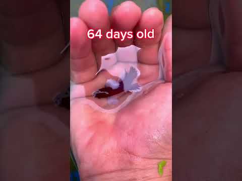 Bir balığın büyüme serüveni 🐟📈