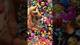 My new schleich horse mare ginger!