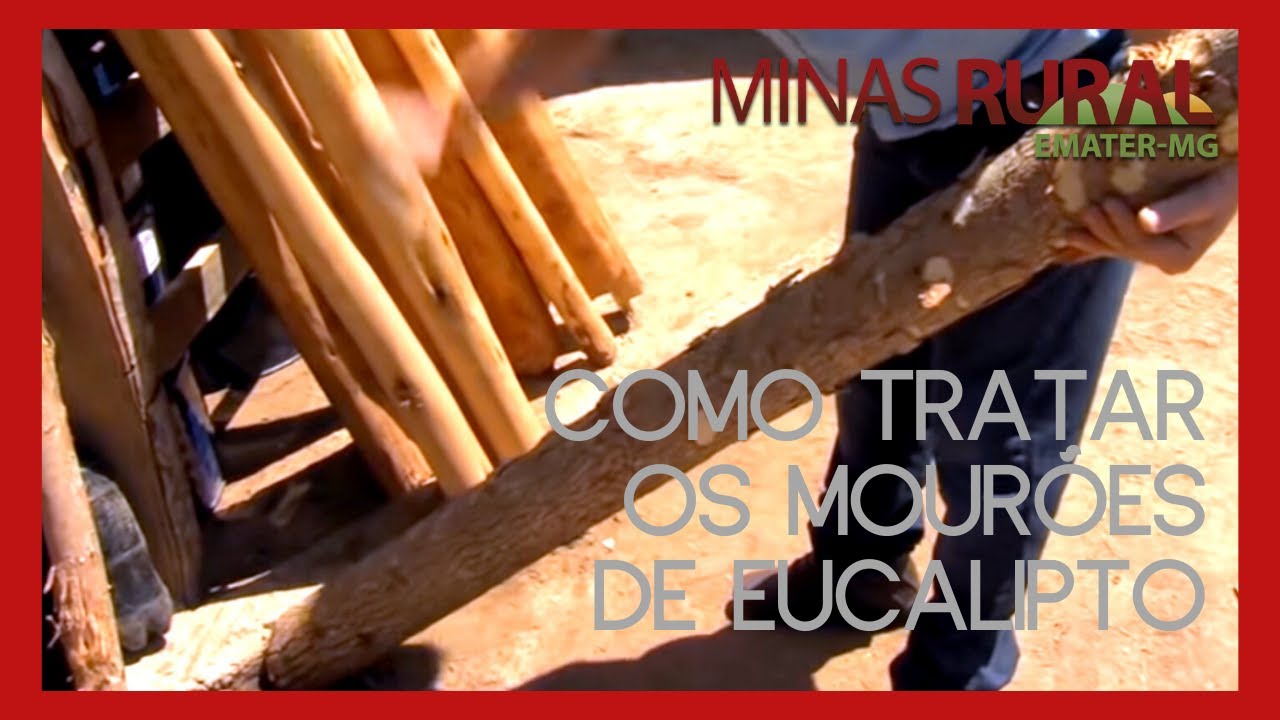 Dica Técnica: Como tratar os mourões de eucalipto (14/10/17)