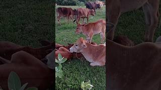 Download lagu This is how cows sleep after eating their fill of grass, entertainment video of funny cows #cow #... mp3