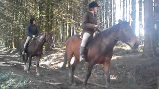 preview picture of video 'Horses near Lopwell Dam'