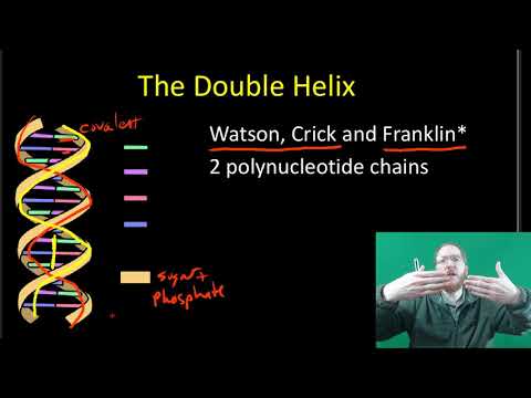 DNA Structure and Replication