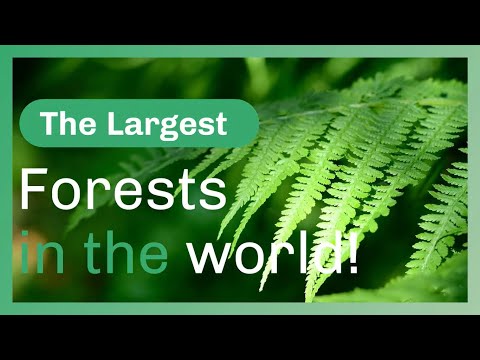 The Largest Forests in the World!