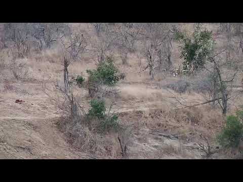 Djuma: Sights and sounds along with rain-Pt:2 - 07:08 - 08/30/20