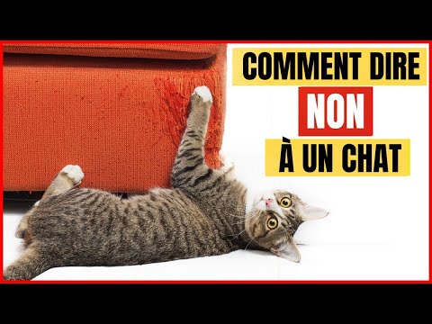 Comment dire NON à votre Chat