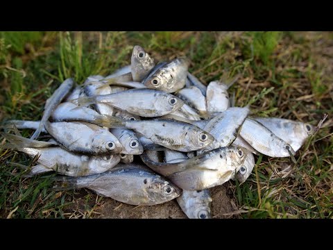 Topwater Huge Bass Blowups!