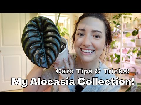 My Complete Alocasia Collection! | How to care for an Alocasia | Tips and Tricks!