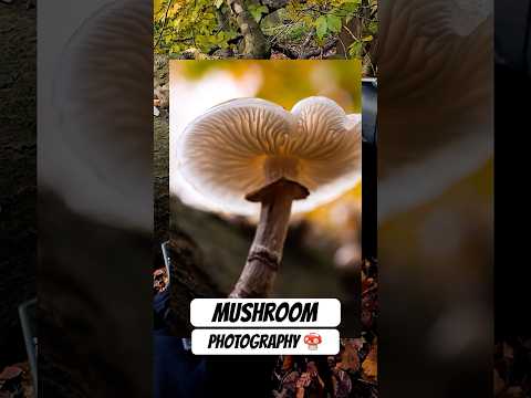 #mushroom #photography #macro #canon