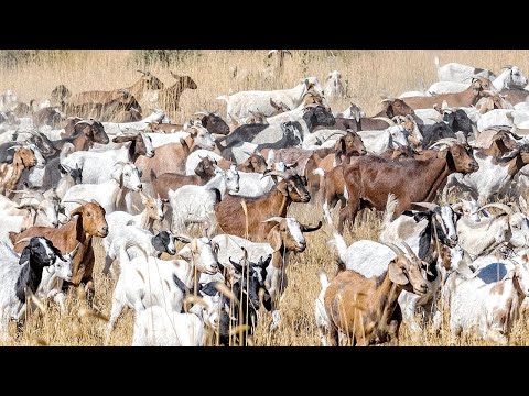 How Do Australian Farmers Raise Millions Of Goats - Australian Farming