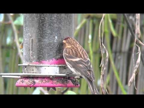 Lesser Redpoll, Kelling 21/01/2012