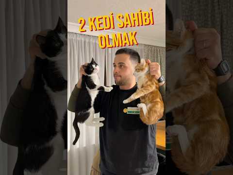 2 kedi sahibi olmak