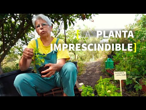 ¿POR QUÉ NOS GUSTA TANTO?🌿 CUIDADOS y PODA para tener siempre en casa