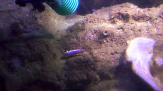Fish Collectability 08 fish collecting2 | Smithsonian Institution