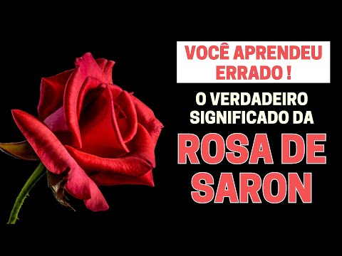 O QUE É A ROSA DE SARON NA BÍBLIA? O SIGNIFICADO BÍBLICO DA ROSA DE SARON