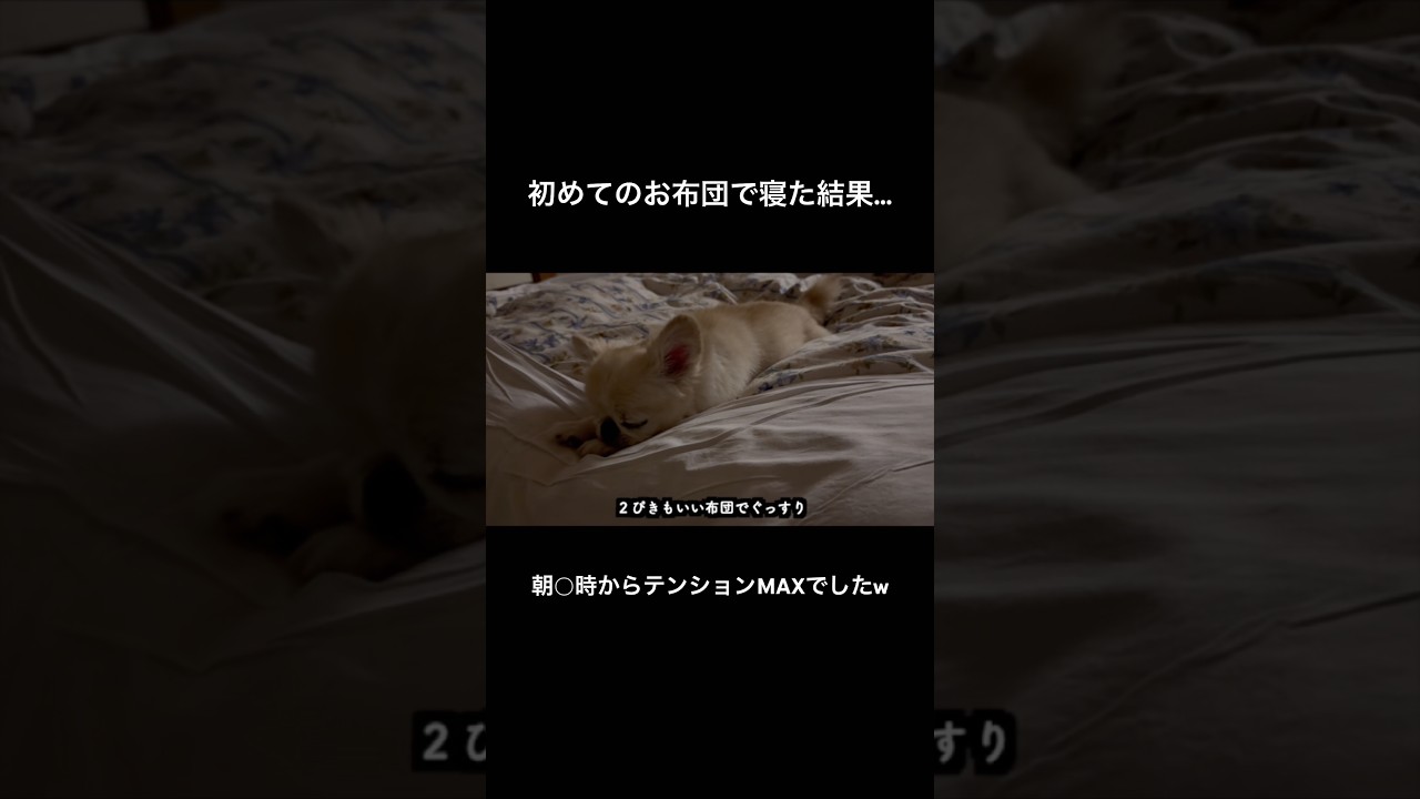 初めてお布団で寝た結果、朝◯時からテンションMAXでした笑