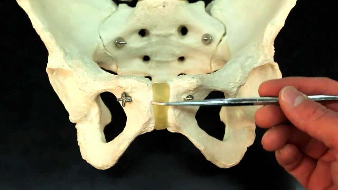Understanding the Coxal Bone: The Key to Hip Structure! 🦴 #Anatomy