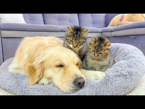 Funny Kittens Guard a Golden Retriever’s Sweet Sleep | Cute & Funny Animals