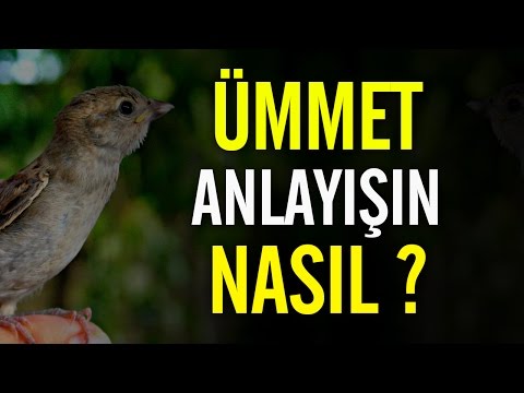 Ümmet Anlayışın Nasıl? Nureddin Yıldız