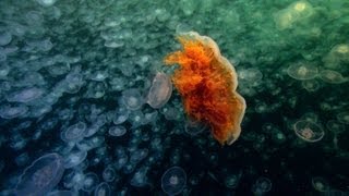 World&#39;s Largest Jellyfish | North America