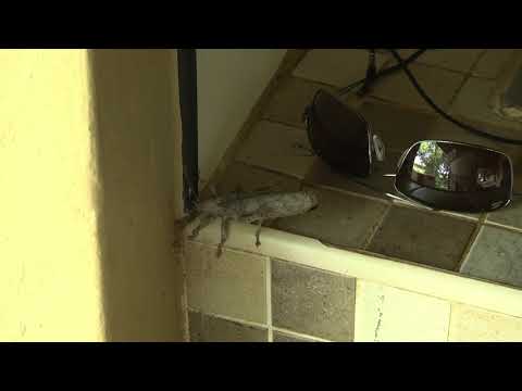 Africa's HUGE insects – a Bark Katydid near my sunglasses!