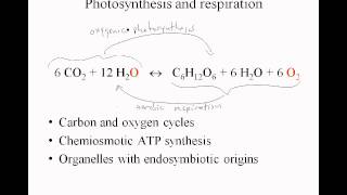 3 10 Photosynthesis Respiration