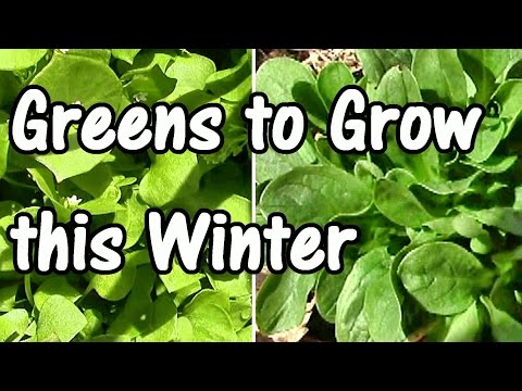 , title : '2 Min. Tip: How & When to Plant My Favorite Winter Greens–Mache & Claytonia'