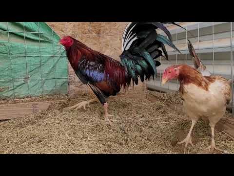 Foster Kelso/Gilliam Round Head Cock Over A Kelso Hen...