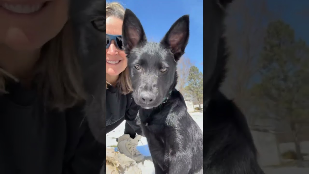 Enlarge Moxie, an adopted mixed breed in Watertown, WI video 2/5