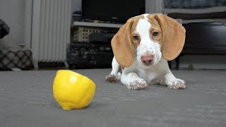 Cute Puppy vs. Lemon: Cute Puppy Potpie by Maymo