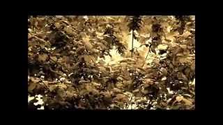 NICK DRAKE Essential Songs #2