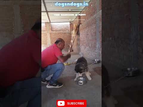 Food Aggression Husky Puppy #dog #pets #husky #dogtraining #aggressive #dogsndogs #shorts