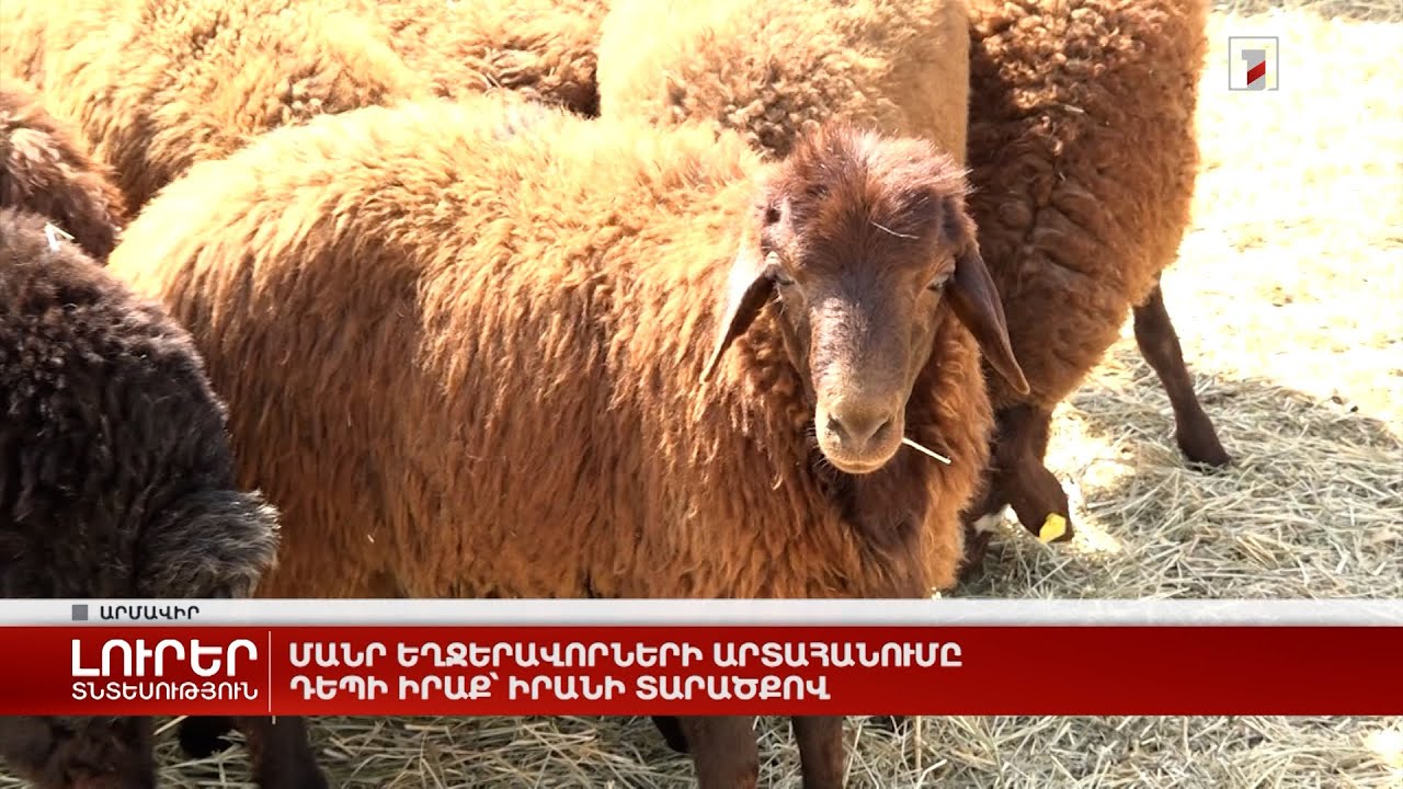 Մանր եղջերավորների արտահանումը դեպի Իրաք՝ Իրանի տարածքով