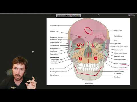A Skeletal System Tour: Axial, Appendicular, and Major Bones Explained