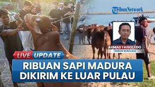 Ribuan Hewan Kurban Madura Dikirim ke Luar Pulau, 2.346 Ekor Sapi Diangkut ke Kalimantan Barat