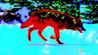 Clams Casino - Healing (Music Video) DARK WOLF FRACTAL