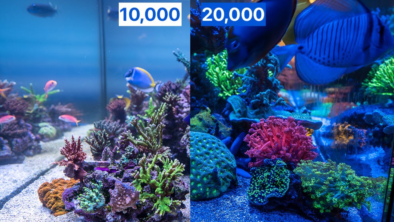 YouTube video preview