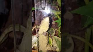 Our Leachie gecko Diablo talking!