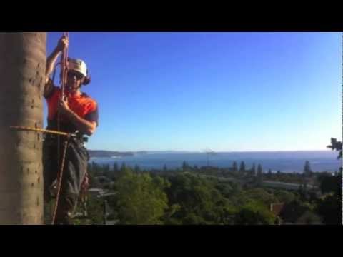 download lagu mp3 mp4 Tree Cutting Services Sydney, download lagu Tree Cutting Services Sydney gratis, unduh video klip Tree Cutting Services Sydney