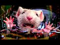 Stuart Little Atrapado En El Lavarropas